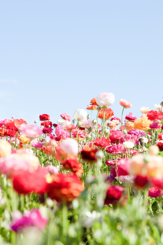 HUGE San Diego Travel Guide - What to do, see and eat! The Carlsbad Flower Fields
