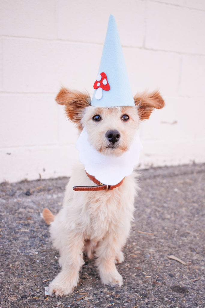 DIY Gnome Dog Costume
