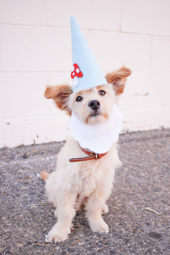 Easy Dog Gnome Halloween Costume